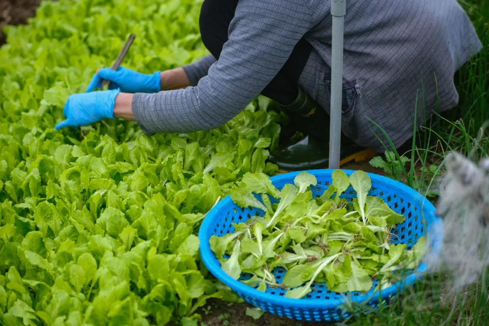 Vườn rau của Nguyễn Quỳnh Tài